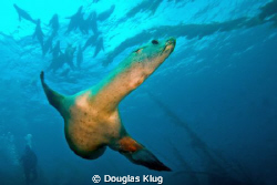 Scouting Run. This California Sea Lion checks out the cam... by Douglas Klug 